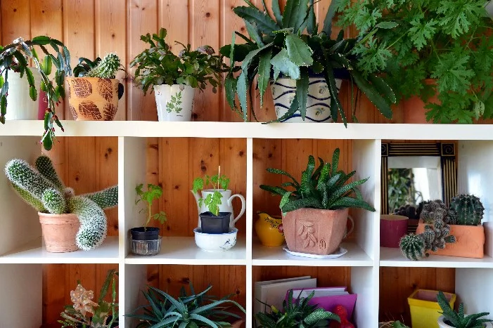 Verschiedene Zimmerpflanzen in einem Regal